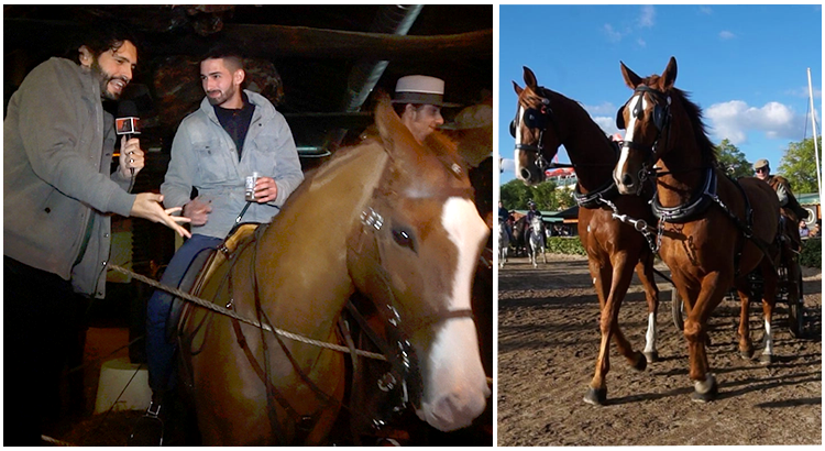 Cavalos Em Discotecas? Yep... é o que acontece na Feira da Golegã